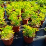 Baza čierna (Sambucus Nigra) ´GOLDEN TOWER´® - výška 20-30 cm, kont. C2L